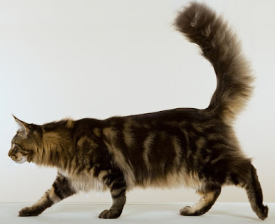 Maine Coon_associazione_mammagatta