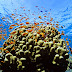 Amazing Underwater Wallpapers