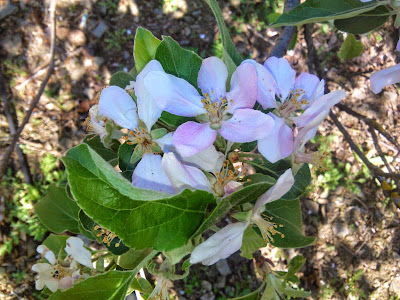 flor de manzano