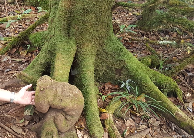 Hiking the Kew Mae Pan nature trails at Doi Inthanon National Park