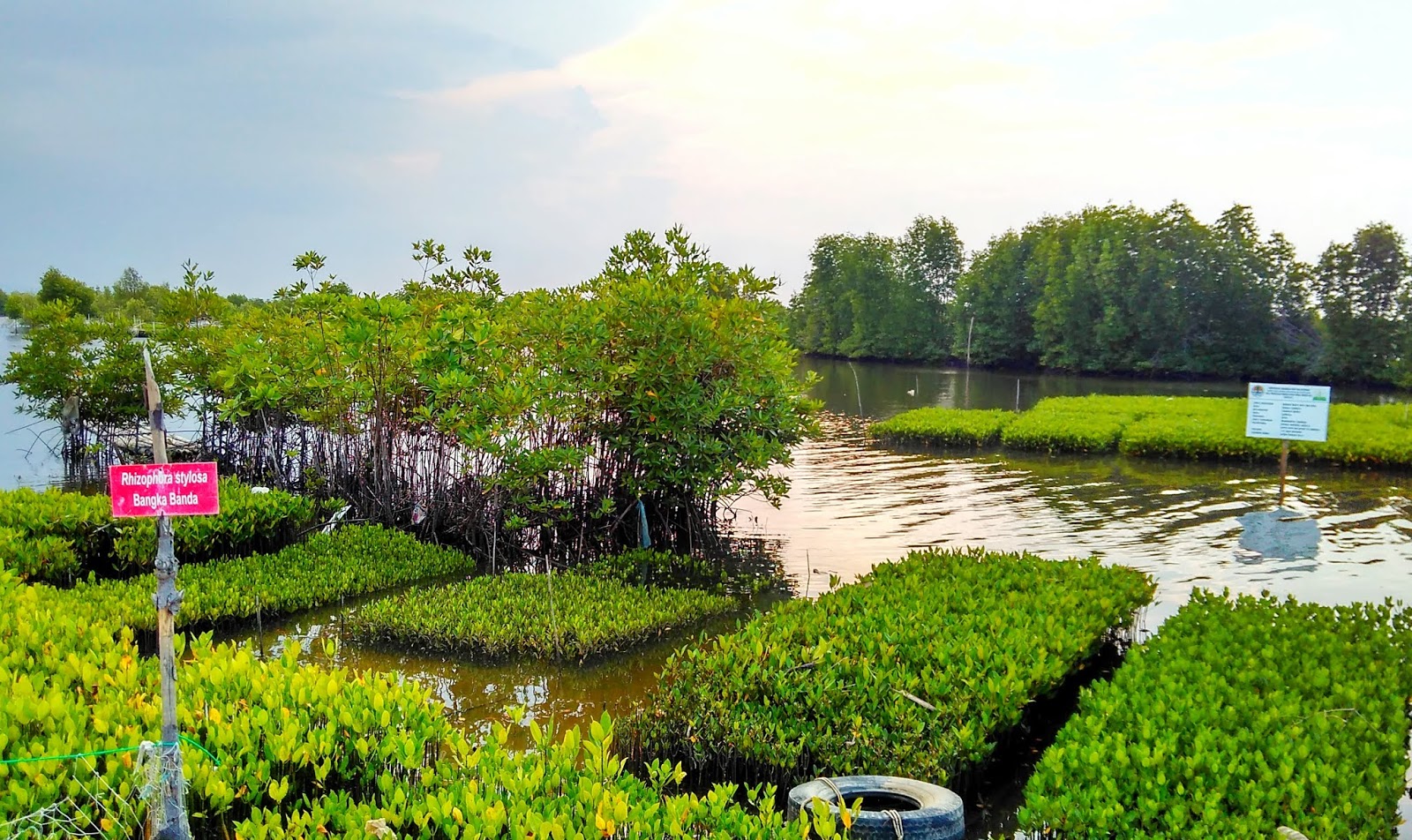 Inilah 12 Manfaat  Hutan Mangrove Bagi  Kehidupan Manusia  