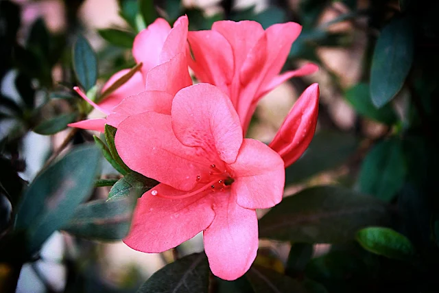 Flor de Azalea