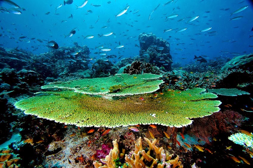 inilah 5 Wisata Bawah Laut Indonesia Terpopuler yang harus Anda
kunjungi.