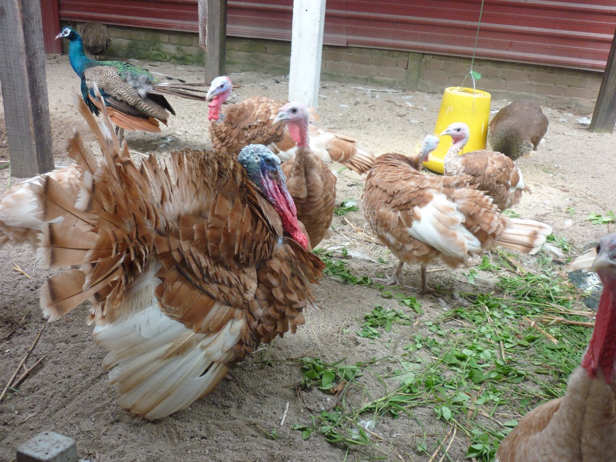 MasiranFarm angsa ayam  mutiara ayam belanda  Baka 