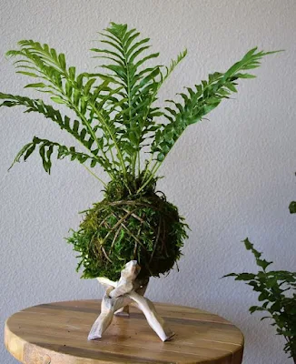 Kokedama é uma técnica japonesa que envolve as plantas dentro de uma “bola” de musgo, substrato e argila. Essas esferas artesanais passam a abrigar a raiz da planta, dispensando, portanto, o uso de vasos, floreiras, jardineiras e outros.    Essa técnica tem sido muito usada, especialmente para decorar ambientes pequenos, como apartamentos e varandas.