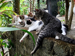 Kucing terbiar diselamat - Isu Semasa - Semasa - Forum - CARI Infonet