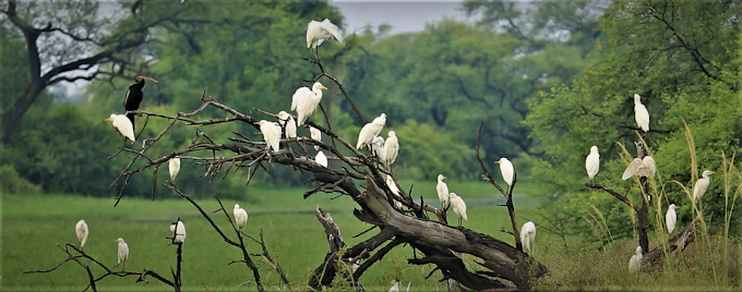 Bharatpur Bird Sanctuary – Spend a Vacation Watching the Winged Beauties