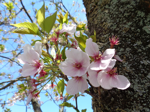 むきばんだ遺跡公園駐車場のソメイヨシノ桜