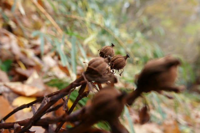 Monotropa uniflora