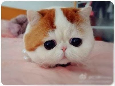 Wow Kucing ini Mempunyai Mata Bulat Lucu 