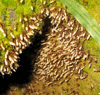 Nest of Anoplolepis gracilipes