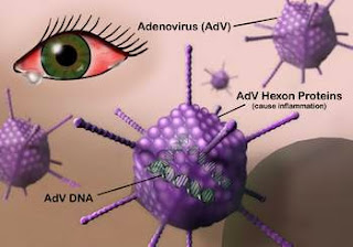 Khả năng gây bệnh của virus Adeno