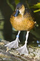 Vertebrata Burung-Bebek