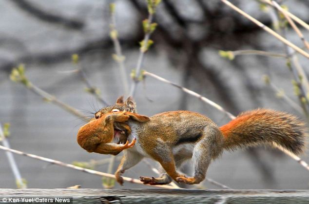 The animal zone: Thats not a nut! Protective mother squirrel carries her babies in her mouth as 
