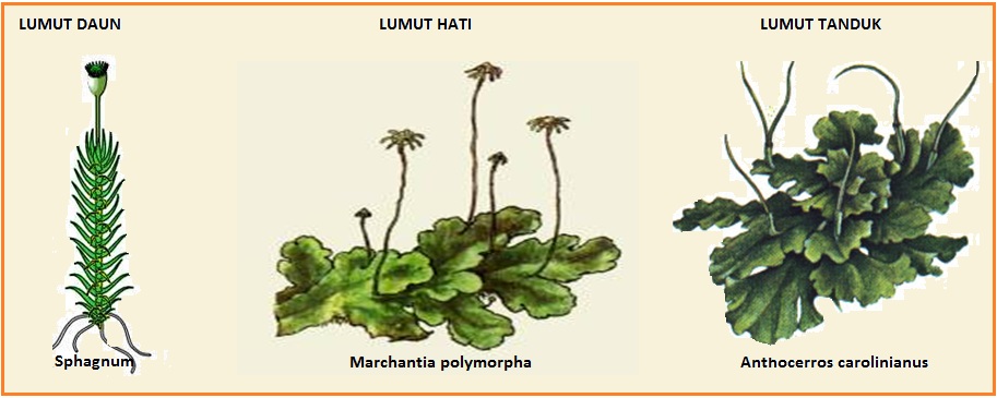 BIOLOGI GONZAGA TEST KINGDOM PLANTAE 01