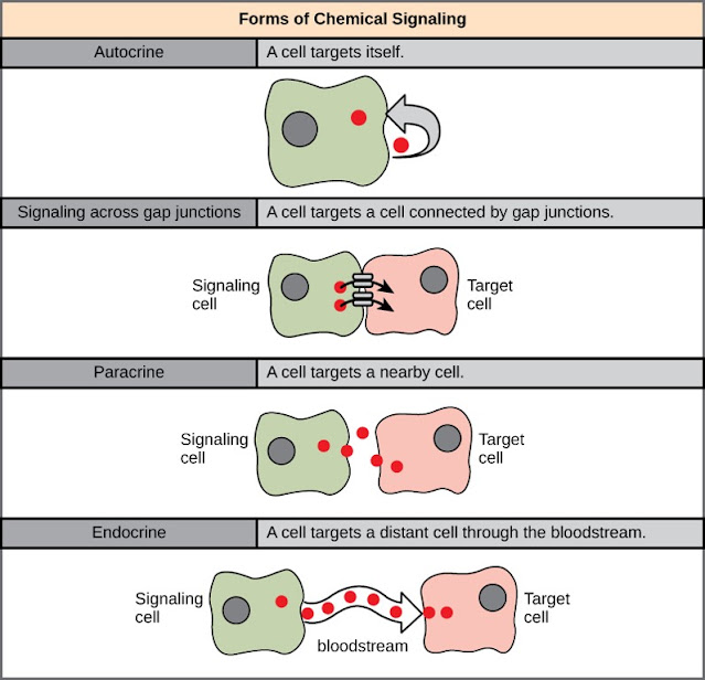 Multiple Choice on Cell Signaling