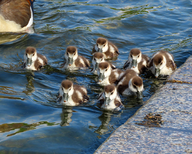 Egyptian goose goslings, Round Pond, Kensington Garden, London