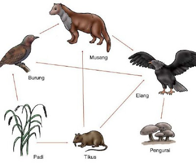 Saling Ketergantungan dalam Ekosistem