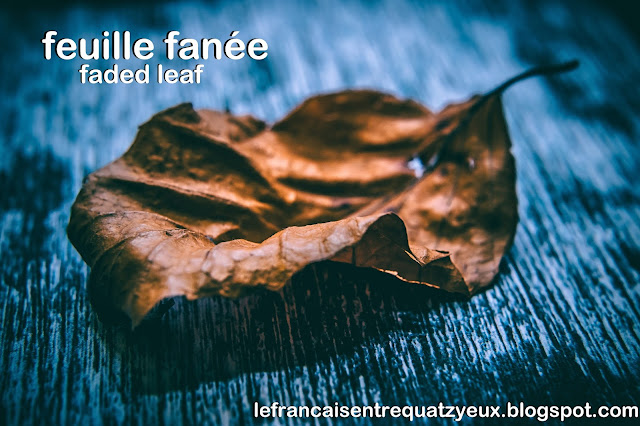 feuille fanée leaf faded french vocabulary nature