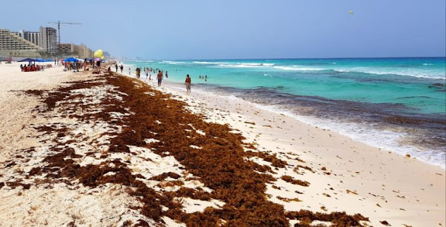 ¿Qué es el sargazo y por qué hay toneladas de esta alga en las playas de Quintana Roo?