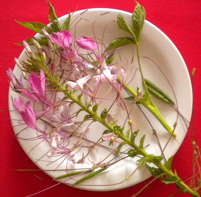 Flor de araña Cleome hassleriana