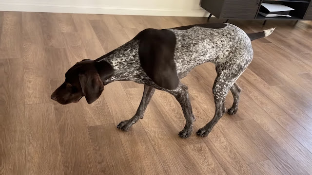 anjing German Pointer