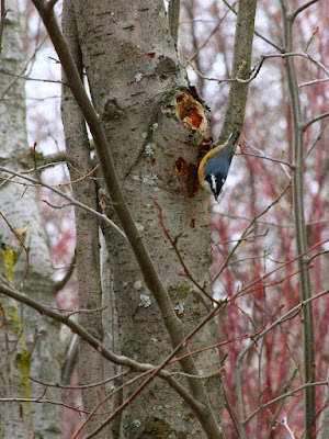 Nuthatch making a nest in a river birch