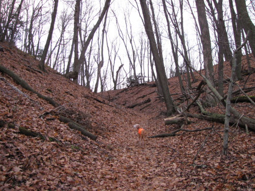 dog on trail