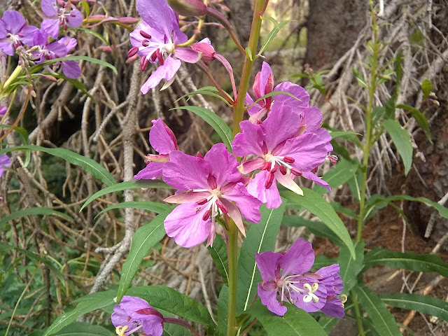 purple flowers