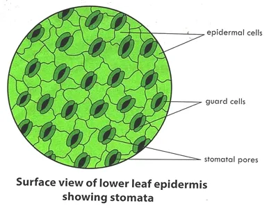 Surface view of lower leaf epidermis Showing stomata