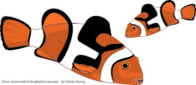 Clown Anemonefish