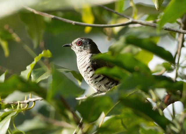 Little Bronze Cuckoo - Pasir Ris, Singapore