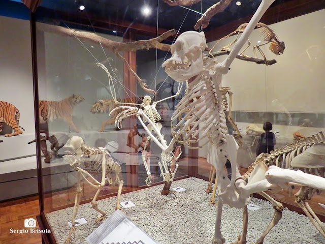 Vista de parte da exposição permanente do Museu de Zoologia da USP - Ipiranga