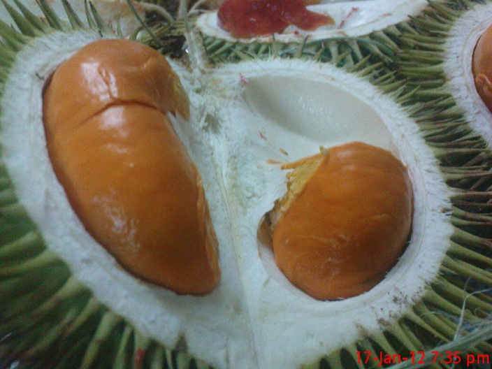Blog CekWa Durian otak udang 