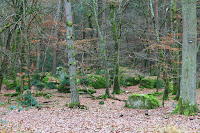 50 nuances de green, Forêt de Fontainebleau