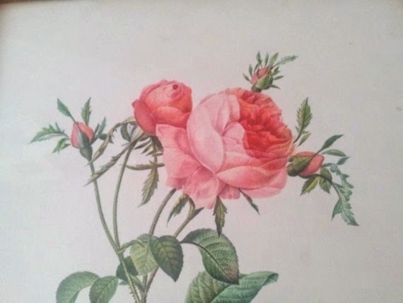 rose print, framed rose print, pink rose, rose