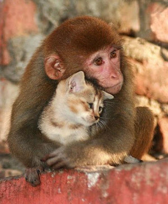 cat-monkey-odd-couple