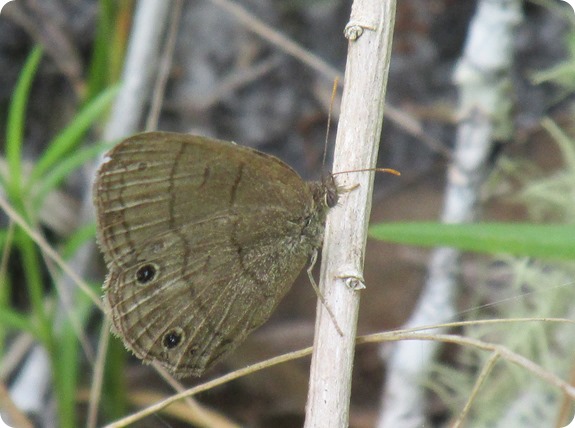 Hampton Tract - Carolina Satyr Hermeuptychia sosybius Butterfly