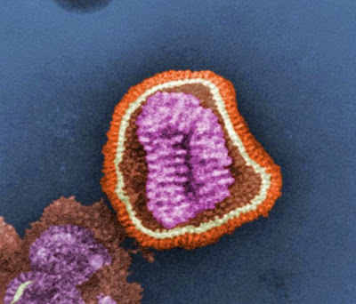 3 Jenis Virus  Influenza