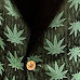 Tko Bubba Kush