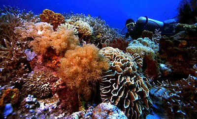 KEINDAHAN TAMAN LAUT BUNAKEN