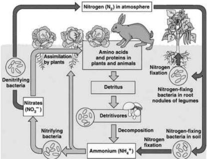 Functions of an Ecosystem UPSC