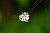 The Spider That Camouflages Itself as Bird Droppings