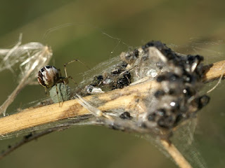 Phylloneta impressa ou Phylloneta sisyphia - Theridion impressum ou Theridion sisyphium