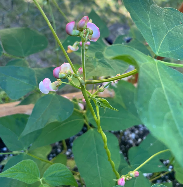 bean plant