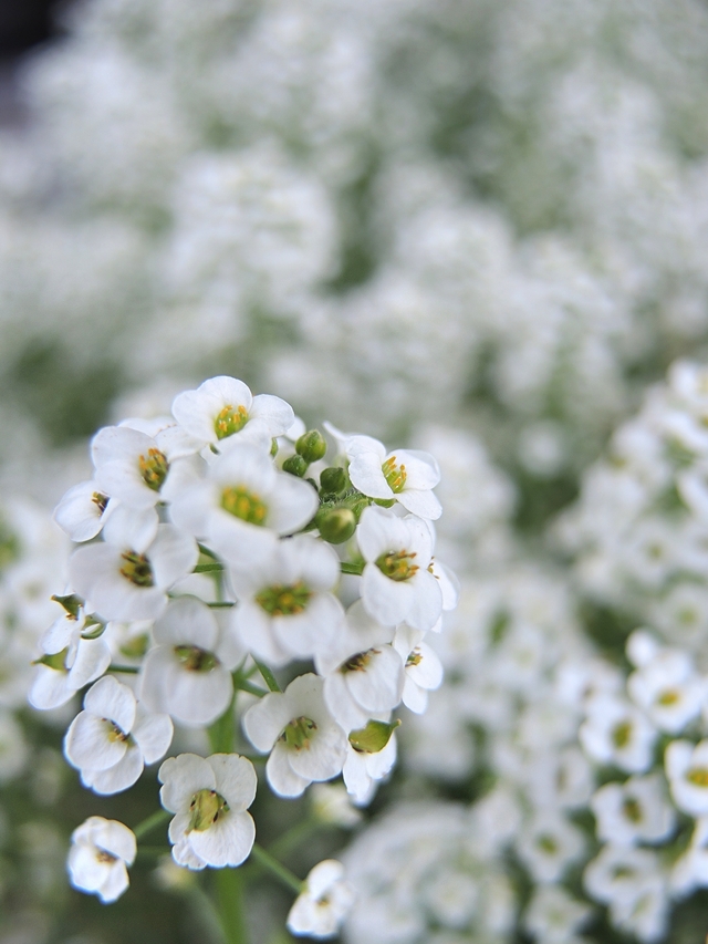 In mijn tuintje: een strookje bloemenmengsel