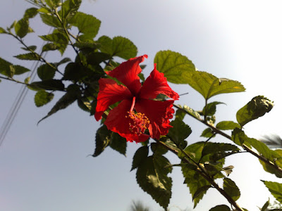 Generic Hibiscus