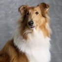 Collie