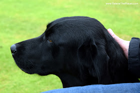 Chobham Show 2016