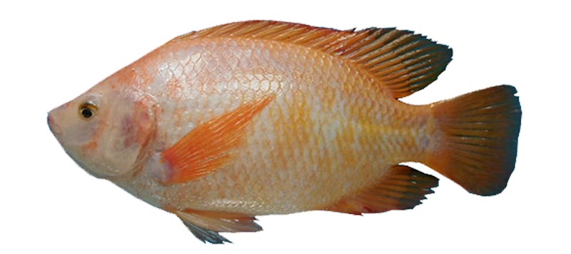 Info Terpopuler Gambar Ikan Nila, Gambar Tato